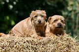 NORFOLK TERRIER 021